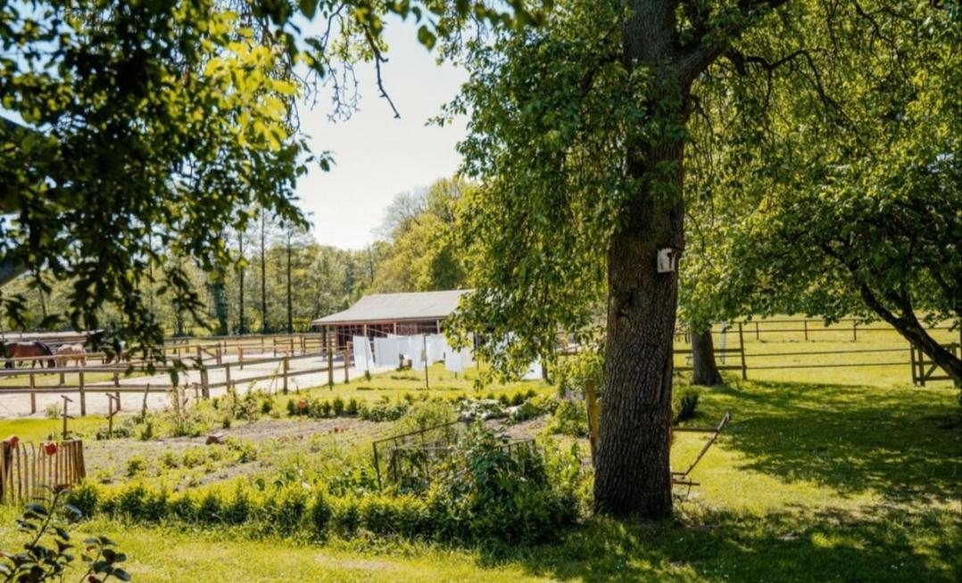 Trapp * Ellringen